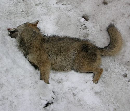 zamordowany wilk